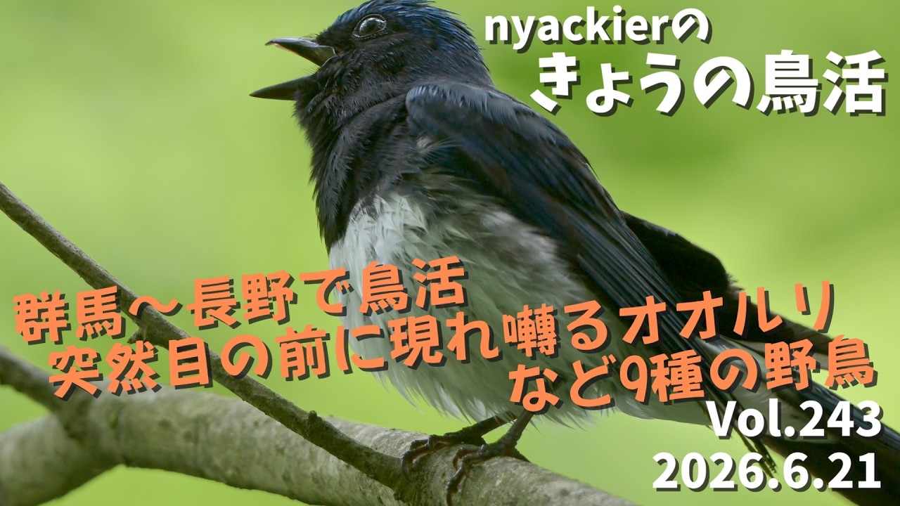 野鳥】 nyackierの今日の鳥活 Vol.243 2026年6月21日 群馬～長野で鳥活 