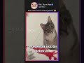 Ezber bozan kedi sorulara yanıt verdi mübarek #kedivideoları #kediler #kitten #cat #ytviral