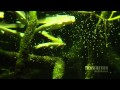 Aquarium Lounge - Elektrofish - You Know Your Sun