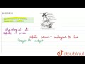 Give the functions of following: Hepatic caeca in cockroach | 11 | SELF ASSESSMENT PAPER-3 | BIO...