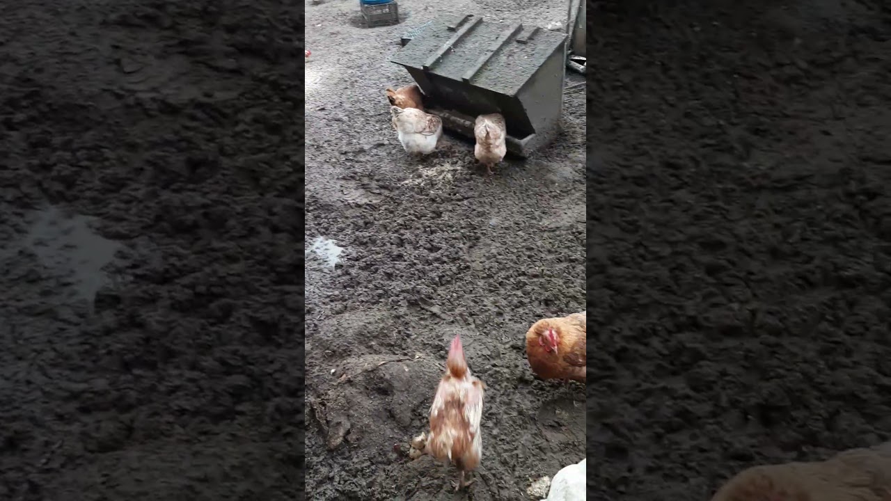 Куры носятся! 