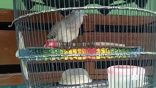 SUARA PERKUTUT PIYIK 2 BULAN COWONG TEBAL