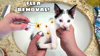 REMOVING THOUSANDS OF PARASITES ON RESCUED KITTENS! WHAT HAPPENS?!