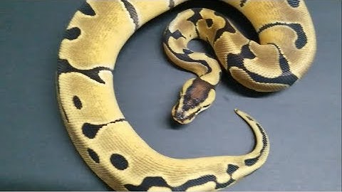 Ball Pythons: Feeding time! Sizing the prey.