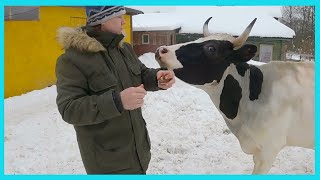 Про "молочку", сбыт и коров, и уже теплые, зимние деревенские будни!