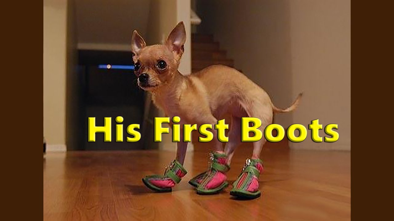 dogs in booties for the first time