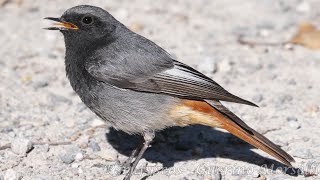 Covata di Codirosso spazzacamino - Brood of Black redstart (Phoenicurus ochruros)