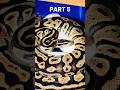 Last part buat clutch yg ini gess!! 😆 #snake #reppile #ballpython #reptiles #pets