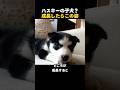 ハスキーの子犬が成長した結果…予想外のシルエットに衝撃