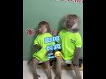 # Hengshui Wild Animal Park baboon @ Renhouqingweile1  The vice class monitor is really stupid 😂