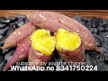 Mind Blowing Benefits Of Sweet Potatoes شکر قندی کے فوائد رتالو کے فوائد 