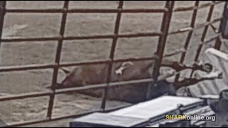 Padres Rodeo Horse Death, Part 3