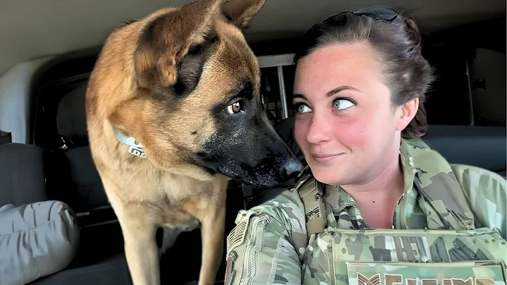 Watch the video about Funniest Animals - Funny Cats and Dogs Videos 😹🐶 30 Minutes