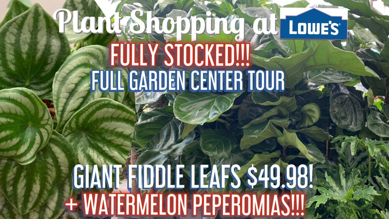 Plant Shopping at Lowe’s Big Box Store || FULLY STOCKED || WATERMELON PEPEROMIAS!!!