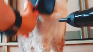 Как приучить кота к фену? Как приучить кота к фену?