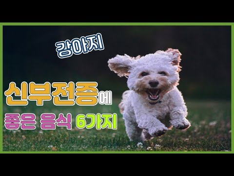 강아지 신부전증에 좋은 음식 6가지 (강아지 신장에 좋은 음식) /6 Foods Good for Puppy Kidney Failure