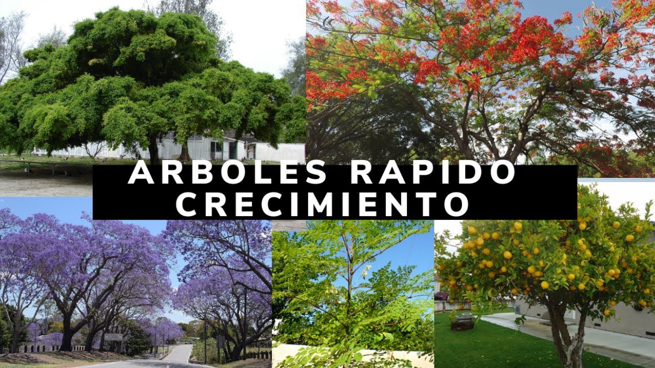 ARBOLES DE RAPIDO CRECIMIENTO QUE TIENES QUE TENER EN TU JARDIN - YouTube