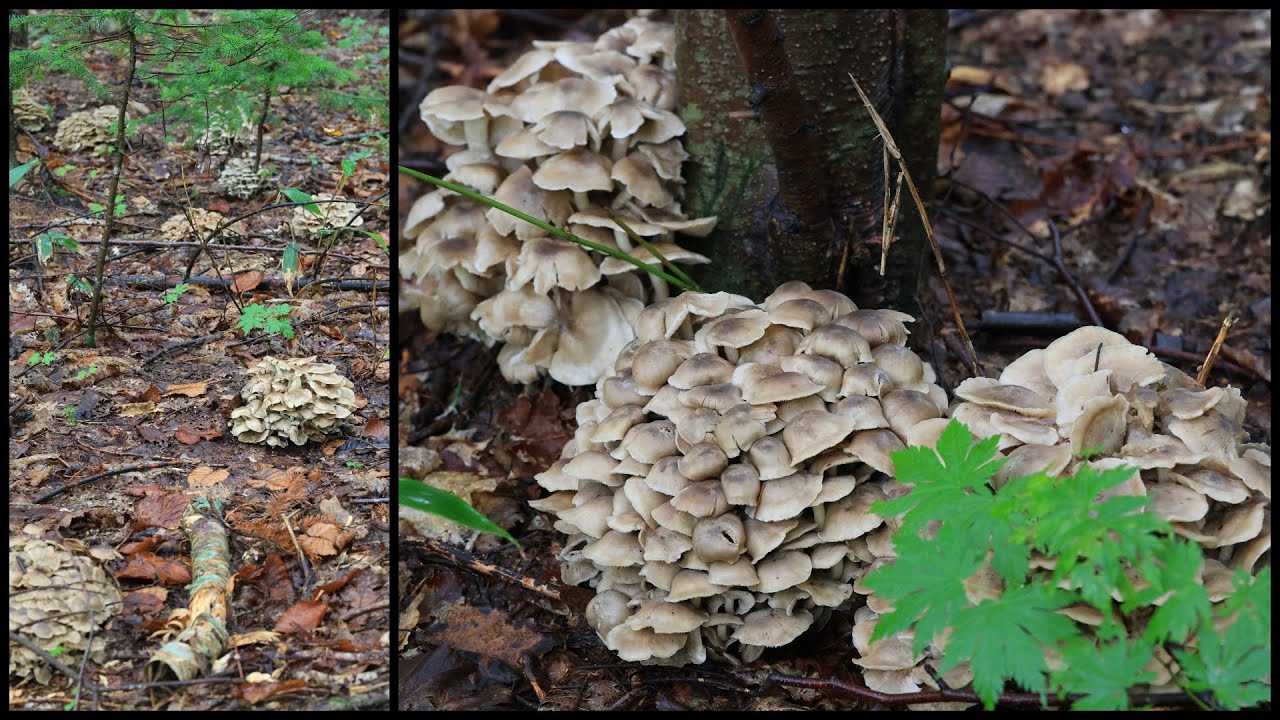 北海道 シャカシメジ祭り 20230915