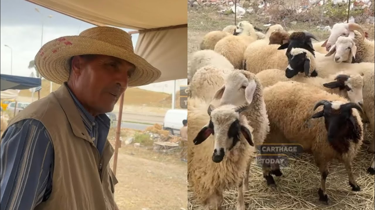 رحبة حي ابن سينا : اسعاري تتراوح بين 650 دينار حتى 1200 دينار 🐑🥩🐑