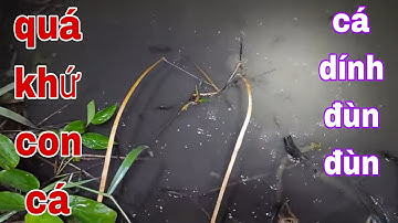 Cắm Câu Cá Lóc Trời Mưa Lâm Râm Cá Lóc Cá Trê Cắn Câu Nhịp Cần Quá Đã # SĂN BẮT ĐỒNG THÁP #