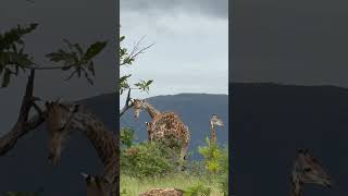 Gorgeous Giraffe ❤️🦒 #nature  #amazing #animals