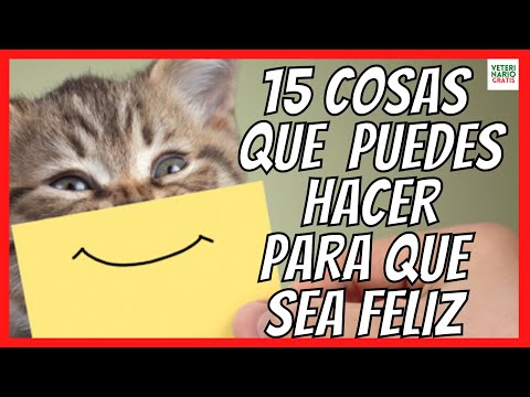 Video: 5 maneras fáciles de hacer que tu gato sea más feliz