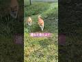 お爺ちゃんに頼まれて、妹を連れて来る健気な兄猫 #shorts
