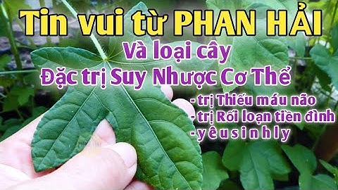 Tin vui từ PHAN HẢI và bài thuốc trị suy nhược cơ thể, thiếu máu não, ysl, bổ máu. PHAN HẢI channel.