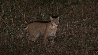 Leopard spotted bobcat responds to the call. NCS1E4 'Jim's Cat'
