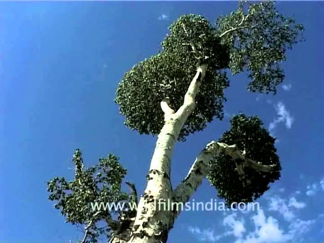 Himalayan Birch Trees Or Bhoj Patra - Youtube