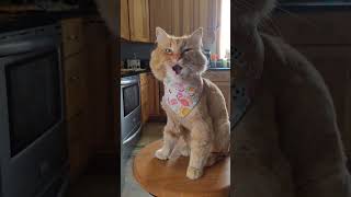 Emergency! Look at his bandana collection! #cat #floof #kitty