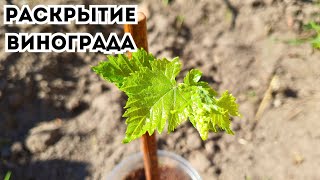 видео: Раскрытие молодых саженцев винограда после зимовки. Начало нового сезона картинка: Раскрытие молодых саженцев винограда после зимовки. Начало нового сезона