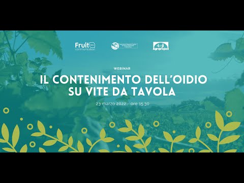 Nuove conoscenze e strategie per contenere l’oidio su vite da tavola