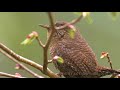 ミソサザイ 鳴き声 美しい日本の野鳥 5月上旬