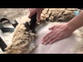 El reto de Rivas - Esquilando ovejas