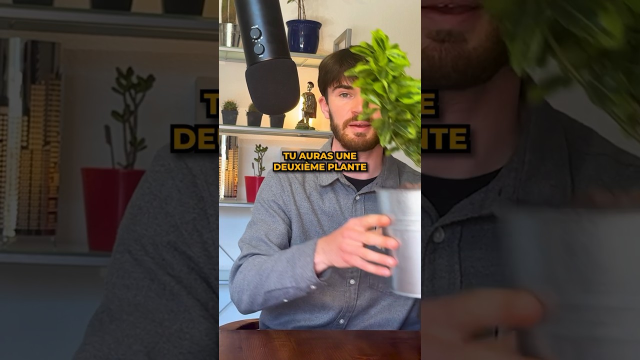 Comment cloner ses plantes vertes ? 🌱