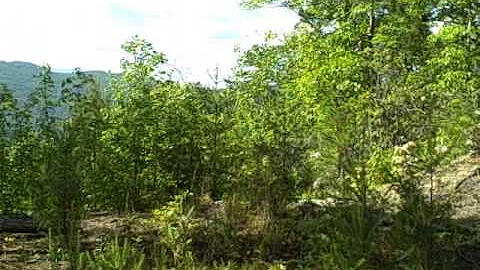 Suzanne Eddy Realtor Presents: Lot 10 Riverbend Hi...
