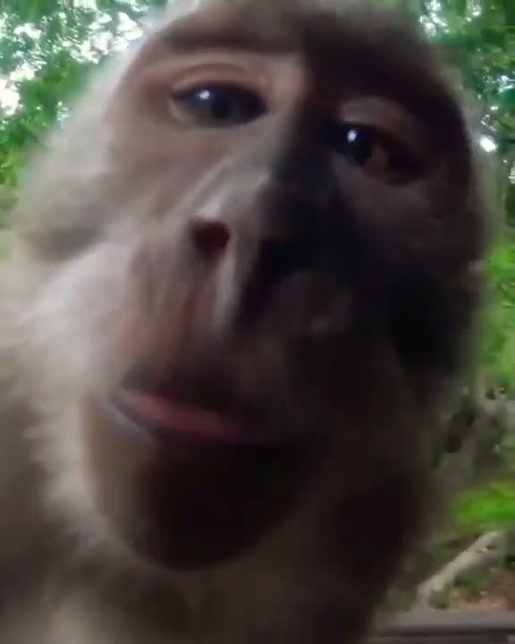monyet lucu unik menjilat camera🙉🙉🙉