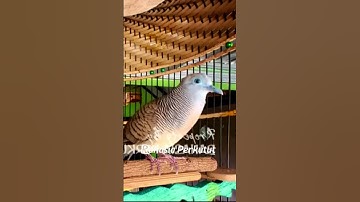 Perkutut Lokal Gacor Suara Paling Ampuh | Pancingan Burung Perkutut Agar Cepat Bunyi - Zebra Dove