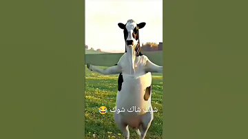 بقرة بترقص شيك شاك شوك Shortvideo 