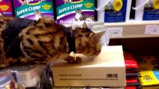 Shopping Cat Shops Again by Sootikins 1,166 views 10 years ago 1 minute, 11 seconds