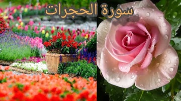 سورة الحجرات بصوت خاشع يتلو تلاوة خاشعة