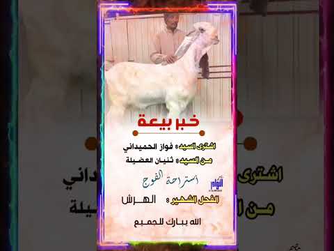 خبر بيعه الفحل الشهير الهرش استراحة الفوج