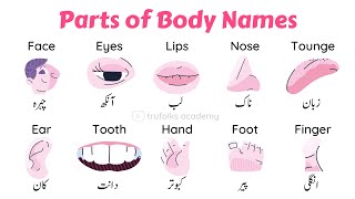 Female Internal Body Parts Name With Picture In English : Anatomy Of