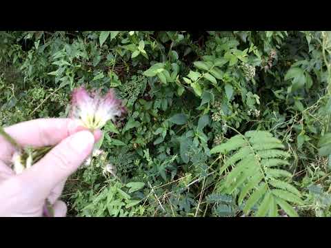 Video: About Summer Chocolate Mimosa - Thông tin về Cách Chăm sóc Chocolate Mimosa