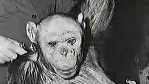 ¿Cuál es el simio no humano más inteligente?