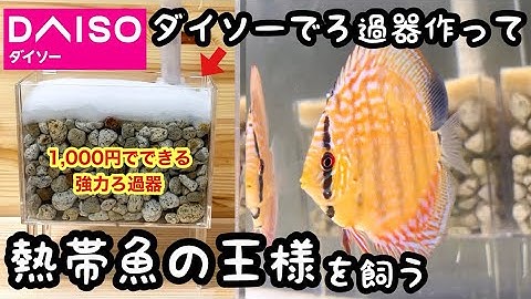 I'm keeping a discus in a filter made from Daiso [100 Yen Aquarium No. 12] Getting a discus - a r...