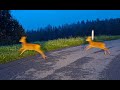 Achtung wildwechsel  3 rehe springen vor auto