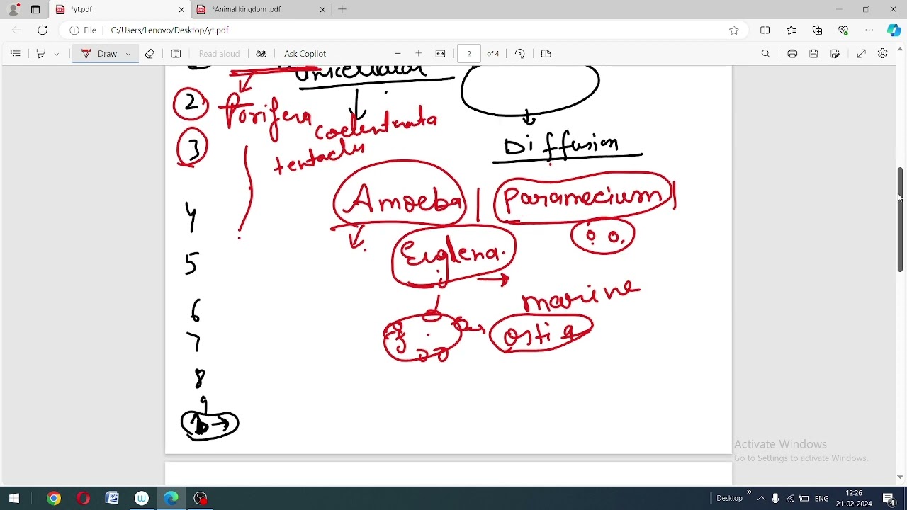 Animal Kingdom Classification 