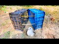 Unique &amp; Best Homemade Bird Trap 🪤 BY Box | How To Trap Pigeon By Using Plastic Box